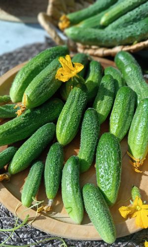 Огурец НИ ЗАБОТ, НИ ХЛОПОТ F1 &mdash; Для ленивых и неопытных садоводов! Множество огурчиков на красивых плетях! Крепкие, хрустящие, ароматные, без горечи!