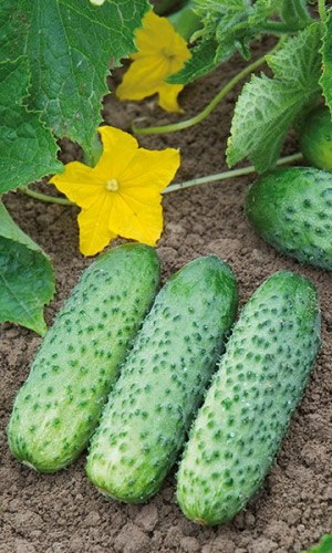 Огурец ОБИЛЬНЫЙ