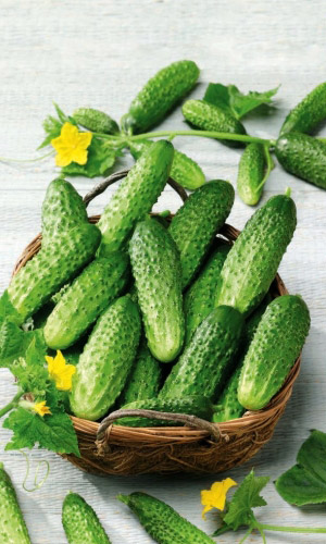 Огурец ОГУРЕЧНЫЙ ПРОСПЕКТ F1