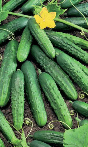 Огурец ПАЛЬЧИК