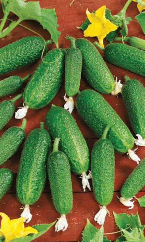 Огурец ПАРТНЁР F1 &mdash; Гарантированно высокий урожай плодов корнишонного типа! Без горечи!