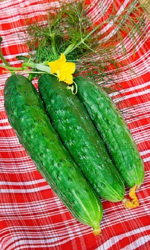 Огурец РЕЗАСТР