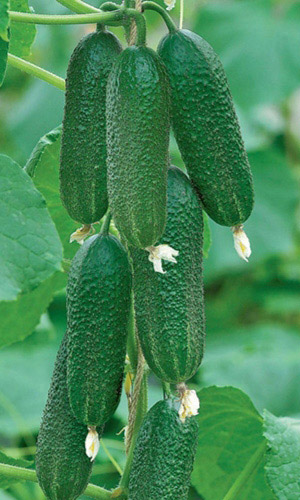 Огурец САМОРОДОК F1 &mdash; Одностебельный, не требует формирования! Высокая урожайность!