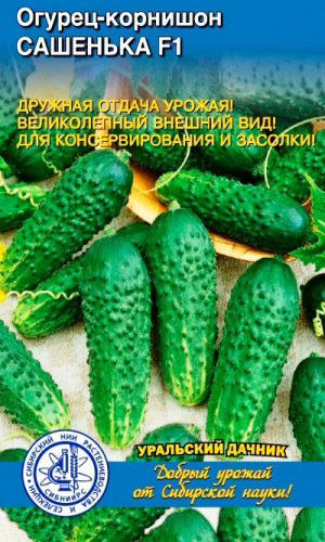 Огурец САШЕНЬКА F1 &mdash; Селекция СибНИИРС! Дружная отдача урожая! Великолепный внешний вид! Для консервирования и засолки!