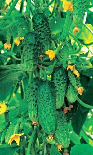 Огурец ШИК F1 &mdash; Ароматный и хрустящий! Дружная отдача урожая! Засолочный! Не болеет!