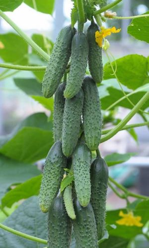 Огурец СИБИРСКИЙ ПУЧОК F1