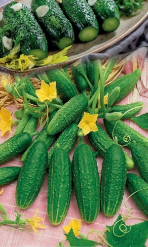 Огурец СЛАДКИЙ ХРУСТ