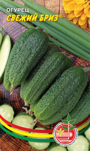 Огурец СВЕЖИЙ БРИЗ &mdash; Устойчивость к оливковой пятнистости! Высокие вкусовые и засолочные качества!