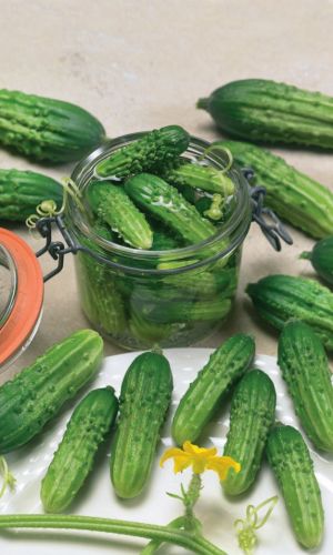 Огурец УЛЬТРАСКОРОСПЕЛЫЙ &mdash; Первый огурчик! Для открытого грунта – огурец не доставит вам хлопот! Переносит засуху!