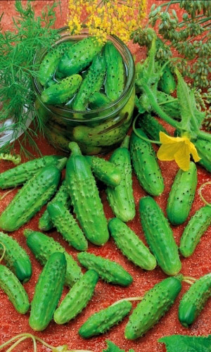 Огурец УРАЛЬСКИЙ ПИКУЛЬ