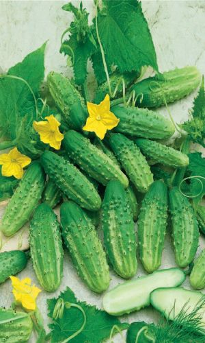 Огурец УРАЛЬСКИЙ ЗАСОЛ &mdash; Не только пельменями славится Урал, но и уникальными засолами! Огурчики просто потрясающие, крепкие, хрустящие!