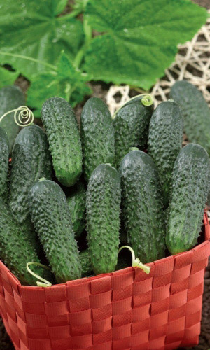 Огурец ВЕСЁЛАЯ СЕМЕЙКА F1 &mdash; Великолепный классический корнишон! Обильное плодоношение! Вкусен с грядки и из банки! Высокоустойчив к болезням!