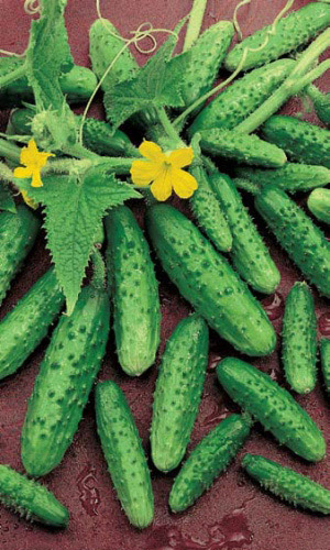 Огурец ВОДОЛЕЙ