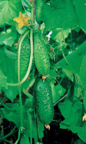 Огурец ЗЕЛЁНАЯ ЛАВИНА F1 &mdash; Холодостойкий, не болеет! Сверхвысокая урожайность! Повышенная холодостойкость! Длительный период плодоношения!