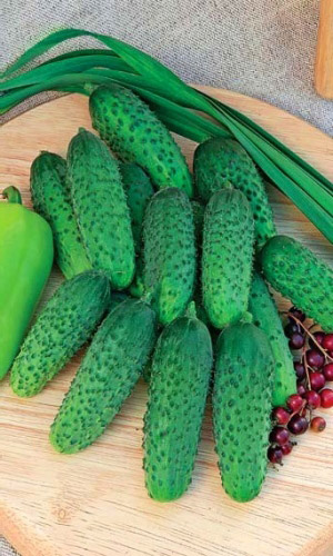 Огурец ЖЕЛУДЬ F1 &mdash; Хрустящий во всех заготовках! Неприхотлив! Пучковый! Суперурожайный! Огурчики без горечи!