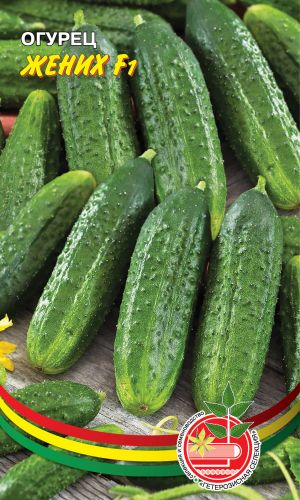 Огурец ЖЕНИХ F1 &mdash; Огурчики красивы - как жених на свадьбе! Халёный, крепкий, хрустящий, ароматный!