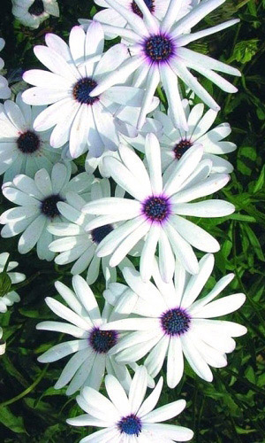 Остеоспермум ПРОХЛАДА &mdash; Устойчив к жаре и холоду!