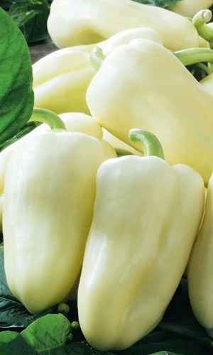 Перец БЕЛЫЕ НОЧИ F1