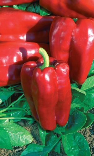 Перец БОЛЬШОЙ КУШ F1