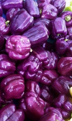 Перец ГИГАНТ ФИОЛЕТОВЫЙ F1