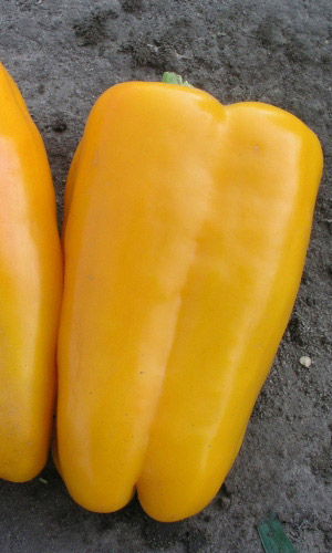 Перец ГЛАДИАТОР