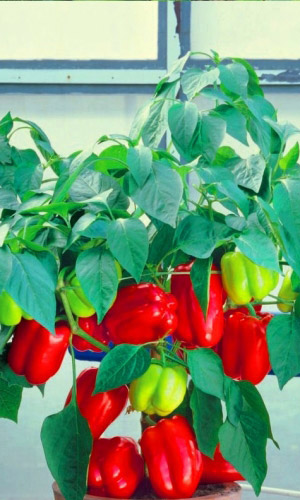 Перец ГРАНАТОВЫЙ БРАСЛЕТ &mdash; Сибирская селекция! Дружное созревание! Отменный вкус! Изумительный аромат!