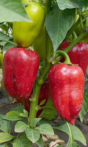 Перец НОВОСИБИРСКИЙ