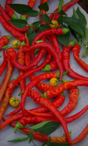 Перец острый БАРАНИЙ РОГ