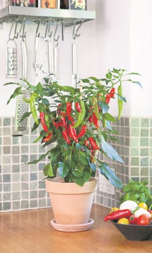 Перец острый КОСТЁР