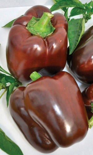 Перец ПУРПУРНЫЙ КОЛОКОЛ