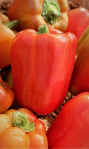 Перец СИБИРСКИЙ БОГАТЫРЬ