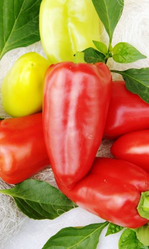 Перец СЛАСТЁНА