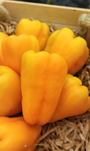 Перец ЗОЛОТОЙ ЗАПАС