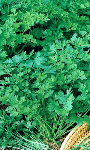Петрушка листовая АНДРЮШКА