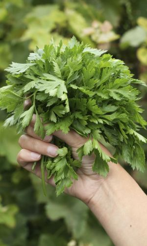 Петрушка листовая ПЫШНАЯ ОСОБА (ГЕЛЬ ДРАЖЕ)