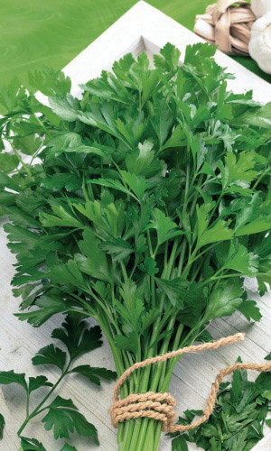 Петрушка листовая УРОЖАЙНАЯ