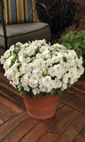 Петуния БАЛКОННАЯ БЕЛАЯ