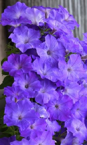 Петуния для вазона СУПЕРКАСКАД БЛЮ F1 &mdash; Мировой шедевр! VIP серия!