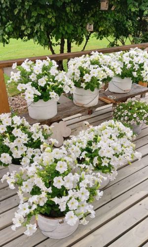 Петуния для вазона СУПЕРКАСКАД ВАЙТ F1 &mdash; Мировой шедевр! VIP серия!