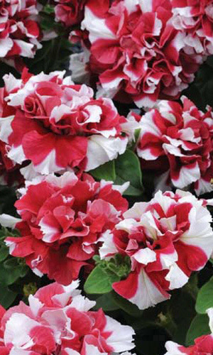 Петуния ДУО F1 КРАСНЫЙ С БЕЛЫМ многоцветковая