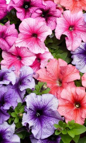 Петуния ПРИЗМ МОРОЖЕНОЕ МИКС F1 &mdash; Компактная петуния с массивными цветками до 13 см!