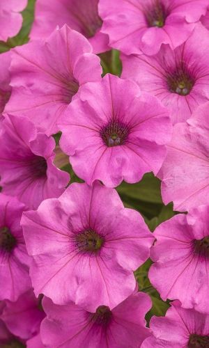 Петуния РЕВОЛЮЦИЯ ИЗЫСКАННЫЙ РОЗОВЫЙ