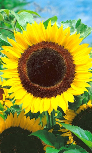 Подсолнечник ЛУННОЕ СИЯНИЕ