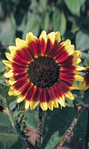 Подсолнечник САТУРН — Необычная окраска!