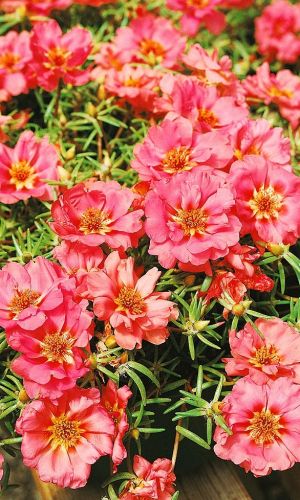 Портулак ГОРНАЯ РОЗА