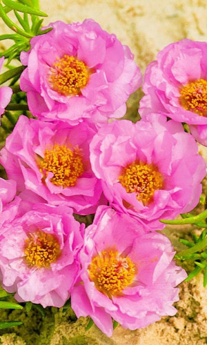 Портулак СОЛНЕЧНАЯ СТРАНА РОЗОВЫЙ