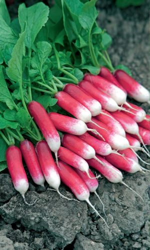 Редис ДЖИГИТ &mdash; Дружная отдача урожая! Мякоть нежная, сочная и хрустящая! Урожайность до 3,2 кг/м.кв!