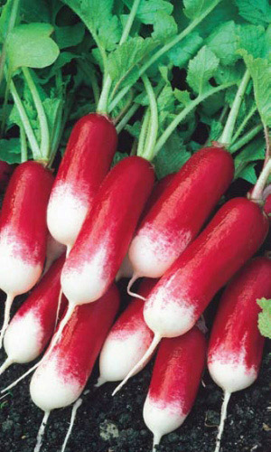 Редис ФРАНЦУЗСКИЙ ЗАВТРАК