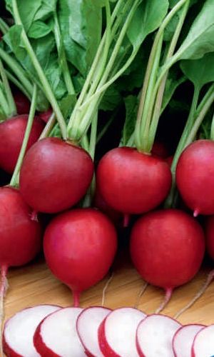 Редис КРАСНАЯ ГВАРДИЯ &mdash; Без горечи! Компактная листва! Ровные корнеплоды! Мякоть белоснежная, сочная, хрустящая!