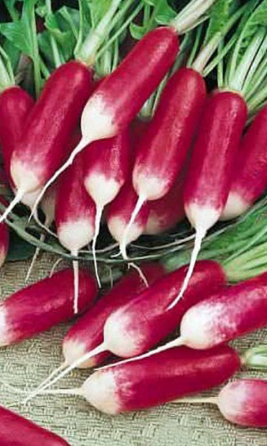 Редис КРАСНЫЙ МЕТЕОР